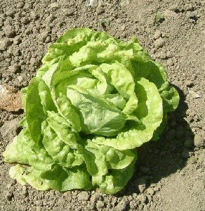 AGRANDIR